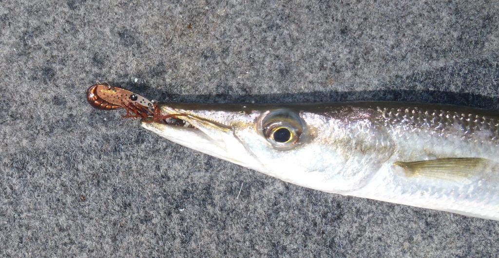 Chasing bream, flathead, whiting and trevally with blades is great fun, but it can be very expensive when these toothy critters get hold of them © Gary Brown